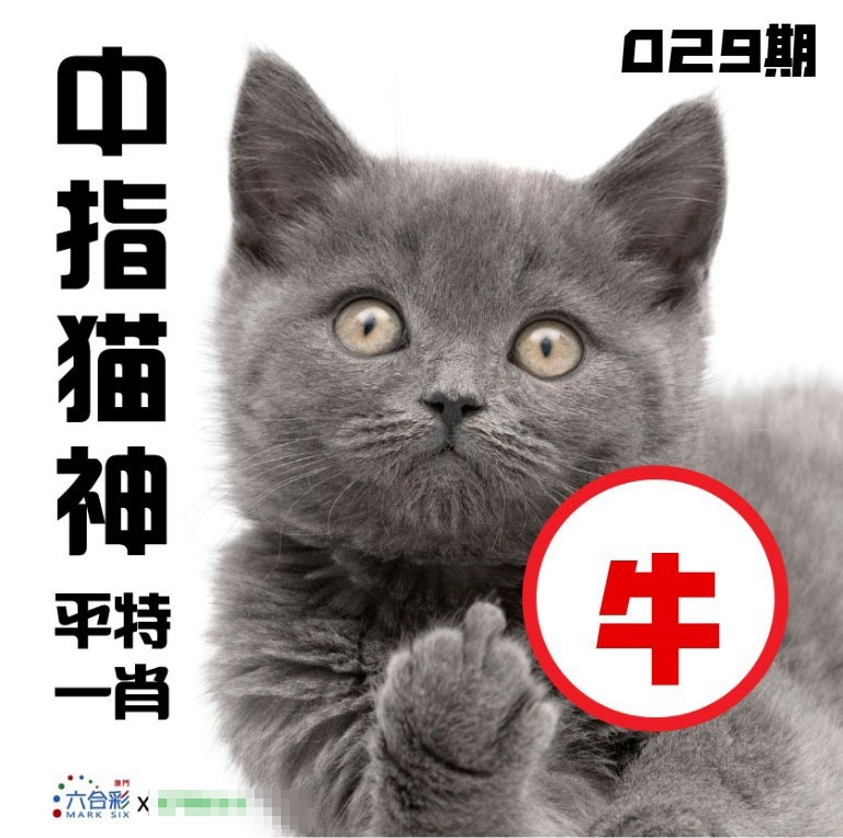 029期中指猫神[图]